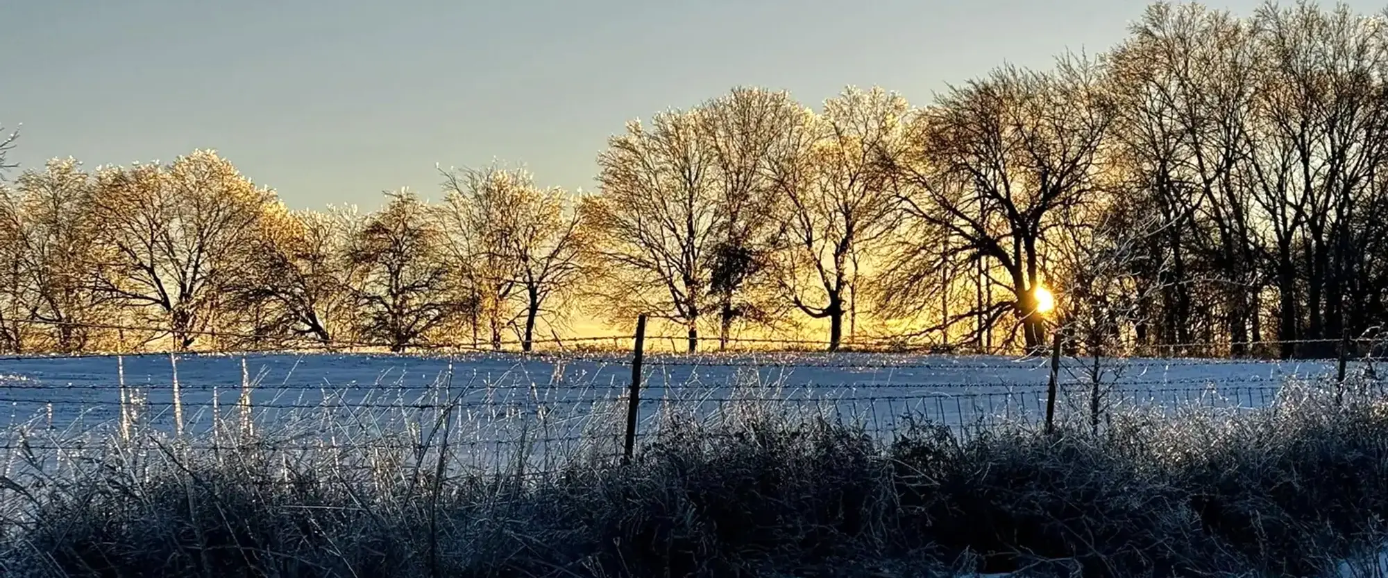 Ice on a fence line and bare trees, lit from behind by a winter sunrise.