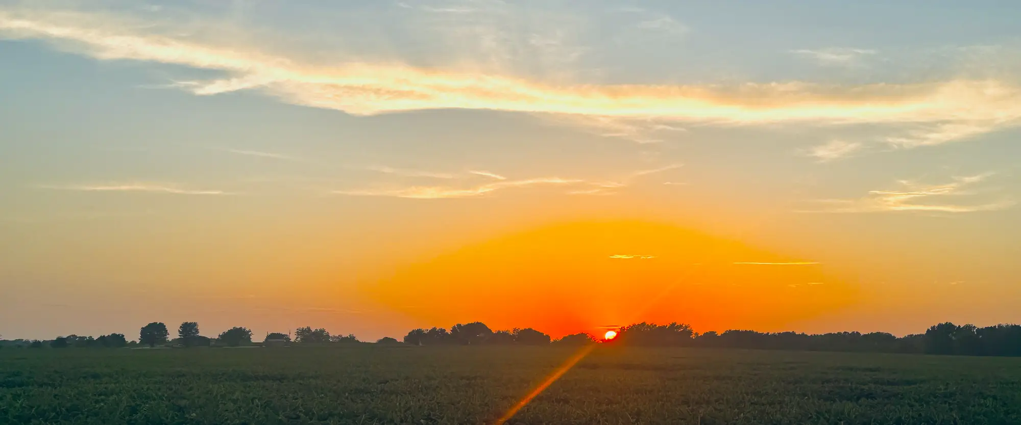 The sun setting over a bean field, a tree line on the horizon.