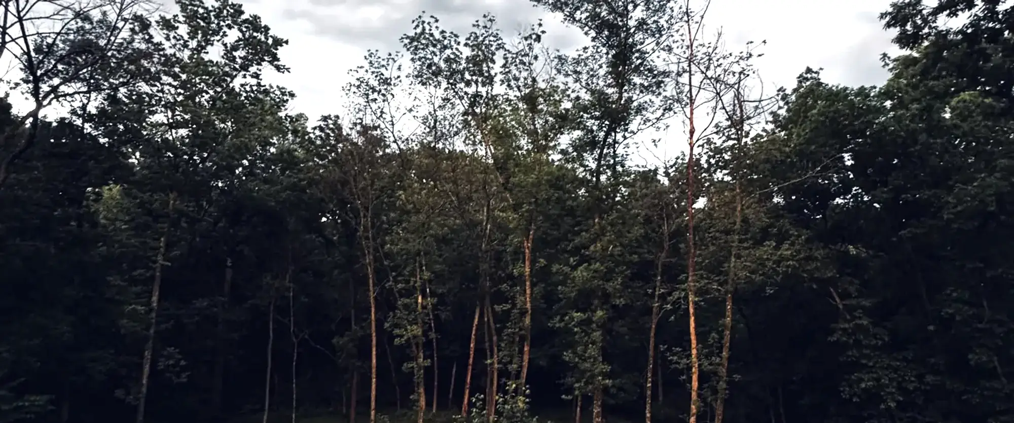 Hardwood timber at dusk under a broken sky.