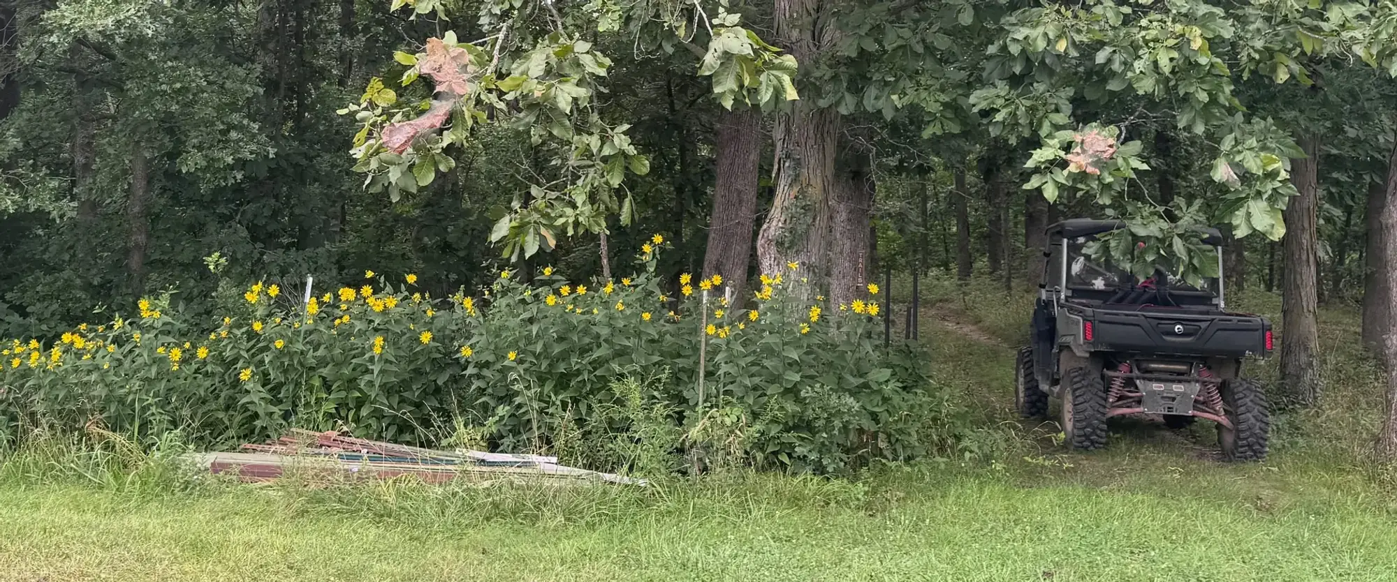 Sunflowers along a timber edge, a utility vehicle parked under the trees.